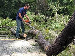 Reliable New Market, MD Tree Care Solutions