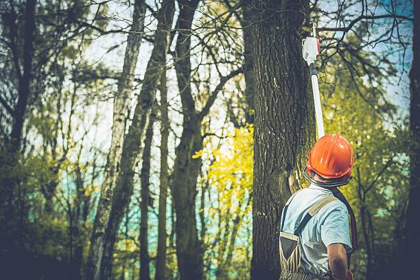 Best Tree Preservation Services  in New Market, MD